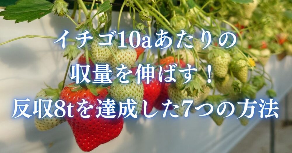 イチゴの10aあたりの収量を伸ばす！反収8tを達成した7つの方法 | Rビスコ